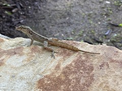 Brown Anole, 4
